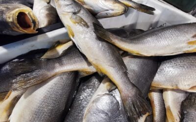 Corporación Propescado llama a “atreverse” y consumir productos del mar menos tradicionales