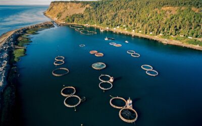 Veramaris logra autorización canadiense para aceite de algas en nutrición acuícolas