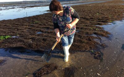 Fondo nacional: Incentivan el cultivo de algas nativas con apoyo de Indespa
