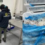 [LA + LEÍDA EL LUNES] Fiscalización en Puerto Montt termina con incautación cercana a 89 toneladas de especies marinas