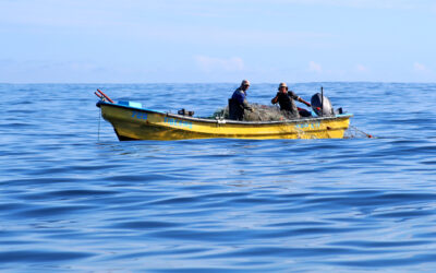 ONG reacciona al Estado de Situación de las Principales Pesquerías Chilenas