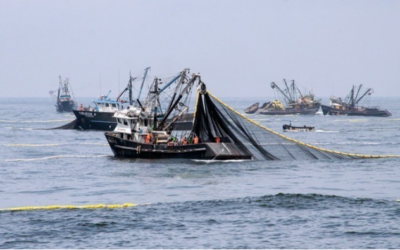 Dio inicio la primera temporada de pesca de anchoveta en la zona norte-centro de Perú