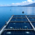 Nuevos hallazgos revelan impacto del oxígeno en la rentabilidad y productividad en la salmonicultura