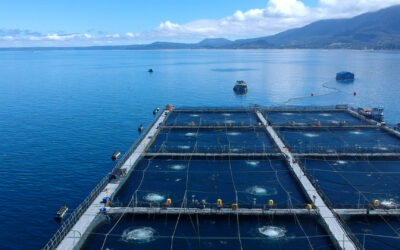 Nuevos hallazgos revelan impacto del oxígeno en la rentabilidad y productividad en la salmonicultura