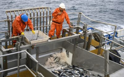 Durante la última década el 64,7 % de las pesquerías industriales han recuperado su biomasa
