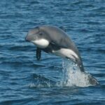 Australis y Universidad de Magallanes: Crean primer modelo de hábitat del delfín chileno en el seno Skyring