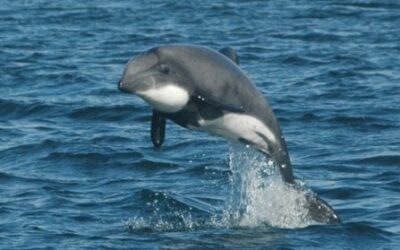 Australis y Universidad de Magallanes: Crean primer modelo de hábitat del delfín chileno en el seno Skyring
