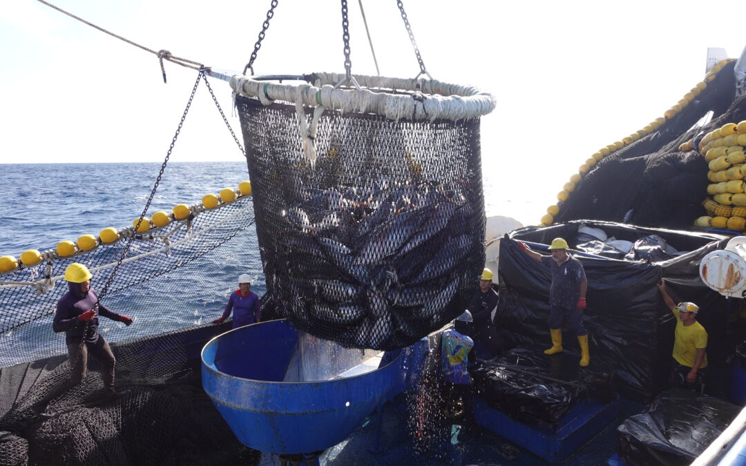 Venta de atún con sello azul aumentó casi un 10%