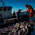 Fondo global lanza el primer proyecto de mejoramiento de pesquerías en Chile