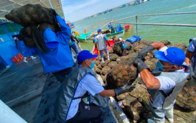 Perú: Extracción de moluscos bivalvos demandaría 12.000 puestos de trabajos