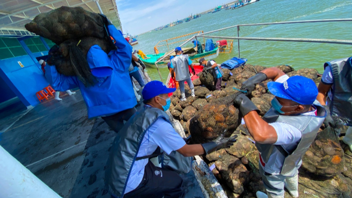 Perú: Extracción de moluscos bivalvos demandaría 12.000 puestos de trabajos