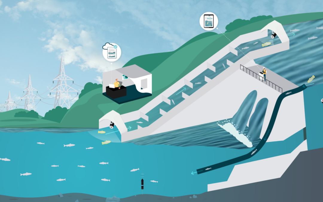 Innovasea ayuda a las hidroeléctricas en el conteo de peces y a mejorar la eficiencia