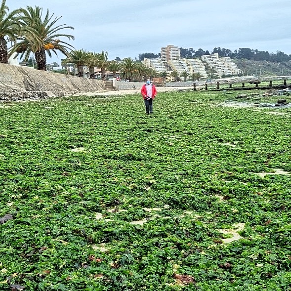 “Marea verde” de Algarrobo estaría compuesta por al menos cinco especies de algas