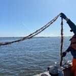 Avanzan en control de plagas de algas en Chile mediante mecanismos naturales