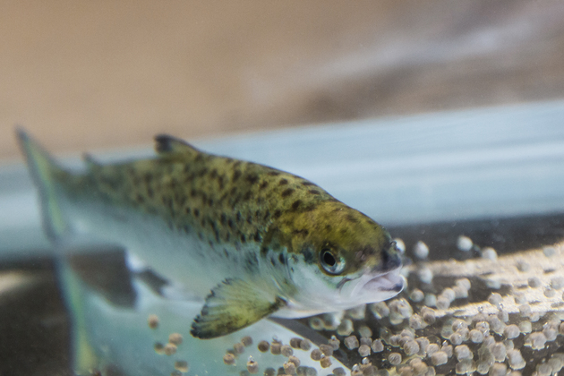 Omega-3 y zinc: Un poderoso dúo en la alimentación del salmón