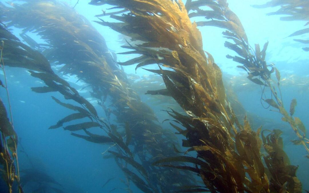 Evaluación de propiedades anticoagulantes y antitumorales del alga parda en Chile