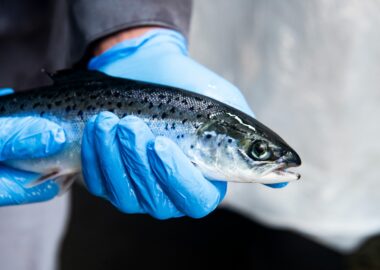 Cooke Chile: “El primer desafío es cultivar peces en condiciones óptimas de la calidad de agua”